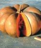 Moschuskrbis "Muscade de Provence" - Cucurbita moschata