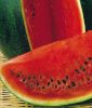 Wassermelone "Sugar Baby" - Citrullus lanatus