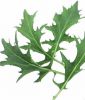Asia-Salat "Mizuna Mandovi" - Brassica campestris japonica