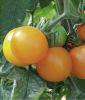 Stabtomate "Goldene Knigin" - Solanum lycopersicum