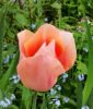 Einfachblhende, frhe Tulpe Apricot Beauty