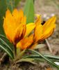 Wildkrokus Crocus olivieri ssp. balansae "Orange Monarch"