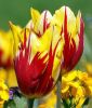 Triumph-Tulpe Grand Perfection