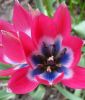 Wildtulpe Tulipa humilis "Little Beauty"