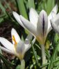 Wildkrokus Crocus versicolor "Picturatus" - Silberlack-Krokus