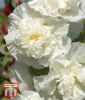 Alcea rosea  "Chaters Double Icicle" - Stockrose