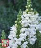 Antirrhinum majus "Royal Bride" - Lwenmulchen