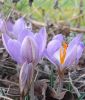 Wildkrokus Crocus etruscus "Zwanenburg" - Toskanischer Krokus