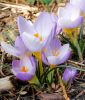 Wildkrokus Crocus sieberi "Firefly" - Sieber-Krokus