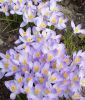 Wildkrokus Crocus tommasinianus - Elfen-Krokus