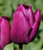 Einfachblhende, frhe Tulpe Purple Prince