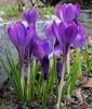 Wildkrokus Crocus tommasinianus "Ruby Giant"