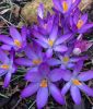 Wildkrokus Crocus tommasinianus "Whitewell Purple"