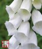 Digitalis purpurea "White" - Fingerhut