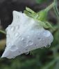 Lathyrus latifolius "Everlasting White Pearl" - Stauden-Wicke