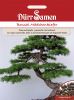 Pinus pentaphylla - Bonsai-Mdchenkiefer