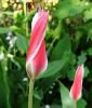 Wildtulpe Tulipa clusiana - Damentulpe