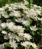 Anemone blanda "White Splendour" - Strahlenanemone