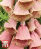 Digitalis x mertonensis "Summer King" - Fingerhut