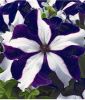 Petunia grandiflora "Parade F1 Blue Star" - Petunie