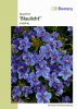 Anagallis grandiflora "Blaulicht" - Gauchheil