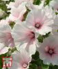 Lavatera trimestris "Dwarf Pink Blush" (Dwarf White Rose Stripe) - Bechermalve