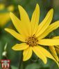 Helianthus maximiliani "Early Bird" - Stauden-Sonnenblume