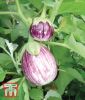 Mini-Aubergine "Pinstripe F1" - Solanum melongena