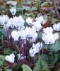 Cyclamen hederifolium album - Neapolitanisches Alpenveilchen