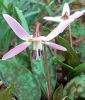 Erythronium dens-canis "Lilac Wonder" - Forellenlilie, Hundszahn