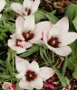 Wildtulpe Tulipa clusiana "Peppermintstick"
