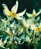 Erythronium revolutum "White Beauty" - Forellenlilie, Hundszahn