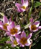 Wildtulpe Tulipa humilis - Krokustulpe