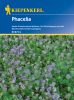 Phacelia tanacetifolia - Bienenweide - Grndnger