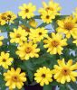 Zinnia x hybrida "Profusion Yellow" - Zinnie