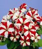 Petunia grandiflora "Parade F1 Red Star" - Petunie