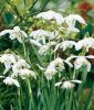 Galanthus nivalis "Flore Pleno" - Geflltes Schneeglckchen