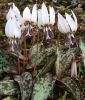 Erythronium dens-canis "Snowflake" - Forellenlilie, Hundszahn
