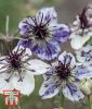 Nigella papillosa "Delft Blue" - Jungfer im Grnen