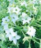 Nicotiana x sanderae "Perfume F1 White" - Ziertabak