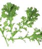 Asia-Salat "Frizzy Joe" - Brassica juncea