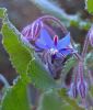 Borretsch (Gurkenkraut) - Borago officinalis