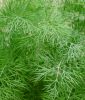 Dill "Blattreicher" - Anethum graveolens