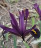 Iris reticulata "J.S. Dijt" - Netzblatt-Iris