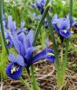 Iris reticulata "Harmony" - Netzblatt-Iris
