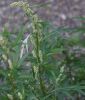 Beifu - Artemisia vulgaris