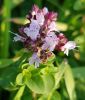 Oregano / Dost - Origanum vulgare