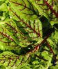 Blutampfer - Rumex sanguinea