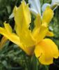 Iris hollandica "Golden Harvest" - Hollndische Schwertlilie