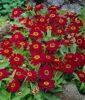 Zinnia x hybrida "Profusion Cherry" - Zinnie